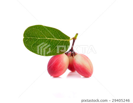 Carissa carandas Linn,Karanda, Carunda on white 29405246