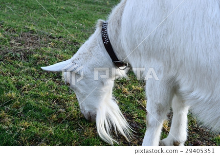 山羊 29405351