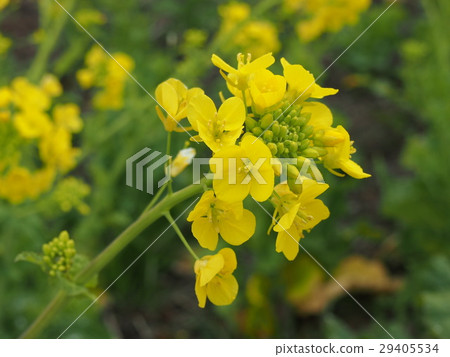 Rape blossoms 29405534
