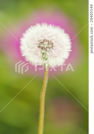 蓬鬆的蒲公英和杜鵑花 蓬鬆的蒲公英和杜鵑花 29405549