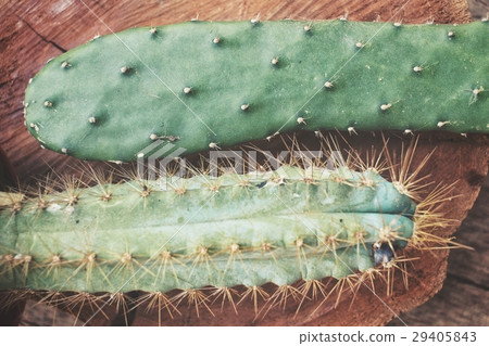 Cactus 29405843