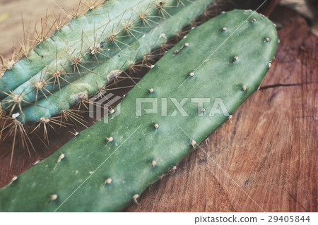 Cactus 29405844