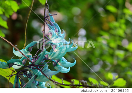 福岡市植物園的花（3月） 29406365