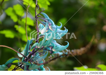 福岡市植物園的花（3月） 29406366