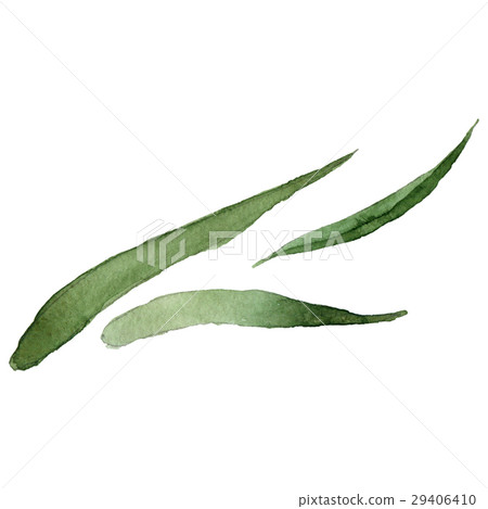 Wildflower carnation leaf in a watercolor style 29406410