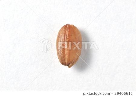 Red rice Red rice 29406615