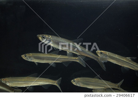 冶煉 冶煉 29406617