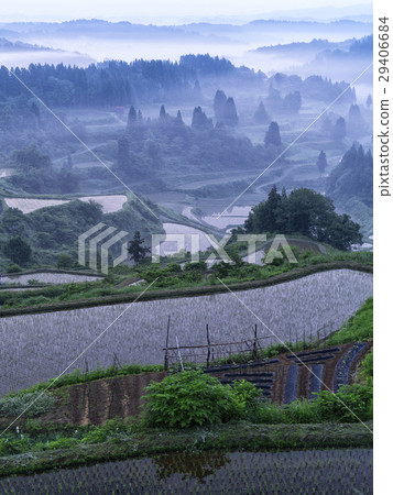 日出前的水稻梯田（新潟） 29406684