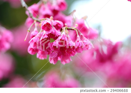 福岡市植物園的花（3月） 29406688