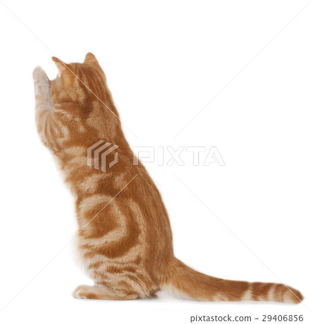 Red domestic cat 29406856