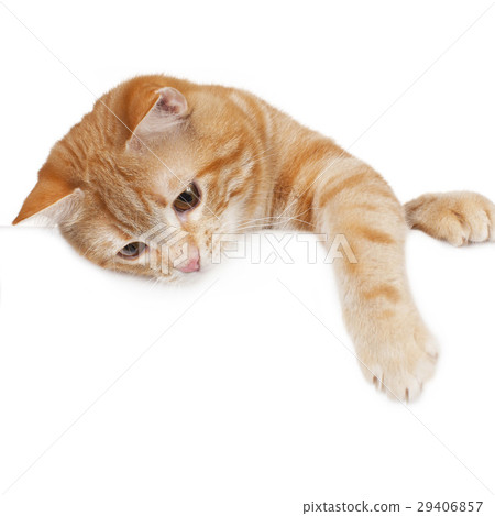 Red domestic cat 29406857