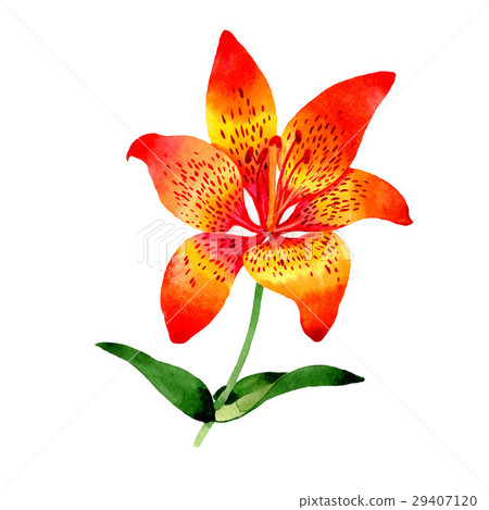 Wildflower leopard lily flower in a watercolor Wildflower leopard lily flower in a watercolor 29407120