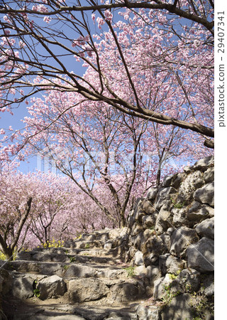 雪櫻花 雪櫻花 29407341