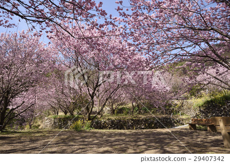 雪櫻花 29407342