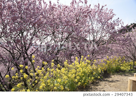 雪櫻花和油菜花 雪櫻花和油菜花 29407343
