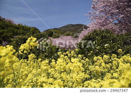 Snow cherry blossoms and rape blossoms 29407347