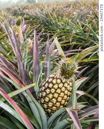 Pineapple farm Pineapple farm 29407378