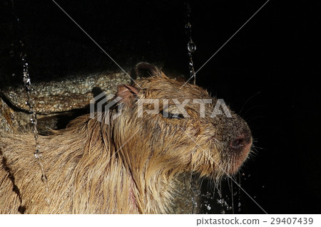 水豚 水豚 29407439