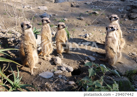 meerkat  29407442
