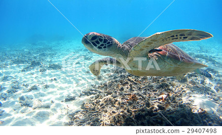 Takashi Tokidaka豆海龜的水下的照片在Tokashiki海島，沖繩島 29407498