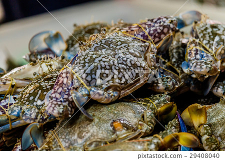 Fresh sea crabs are sold in local markets  29408040