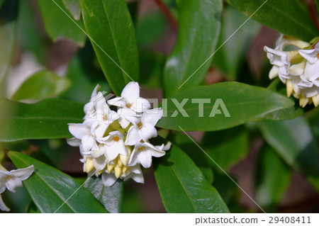 Sinking flower Sinking flower 29408411