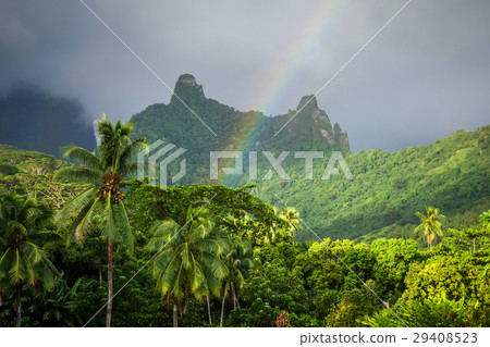 Rainbow on Moorea island jungle and mountains 29408523