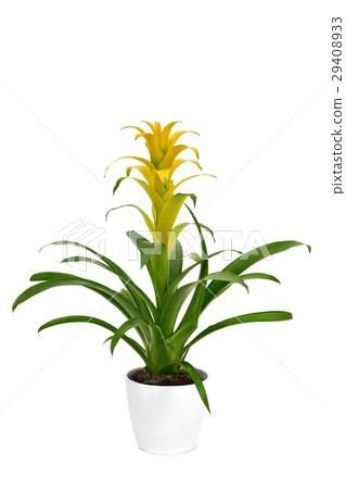 yellow Bromeliad Guzmania plant 29408933
