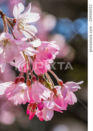 [Tokyo] Sakura 29408952