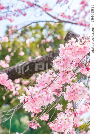 [Tokyo] Shidarezakura 29408953