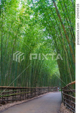 泰安竹林秘境 29409416