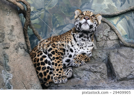 捷豹的寶貝 捷豹的寶貝 29409905