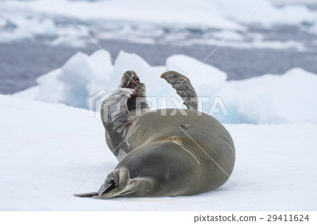 Crabeater seals on the ice. 29411624