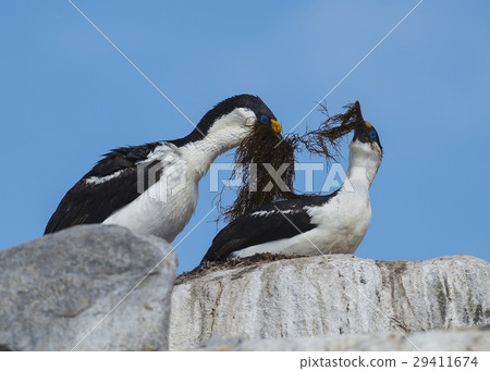Antarctic Shag close up 29411674