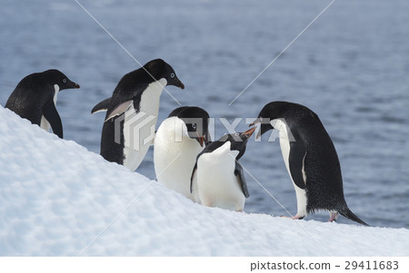 Adelie Penguin jump 29411683