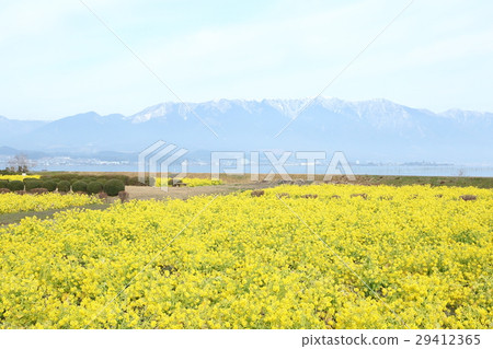 Rape flower field of Nagisa Park 29412365