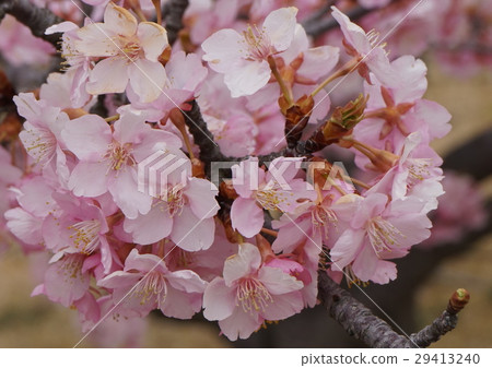 Kawazu Sakura 03 29413240
