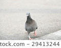 Pigeon bird 29413244