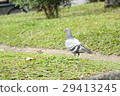 Pigeon bird 29413245