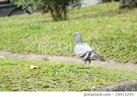 Pigeon bird 29413245