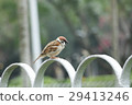 Sparrow bird 29413246