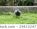 Pigeon bird 29413247