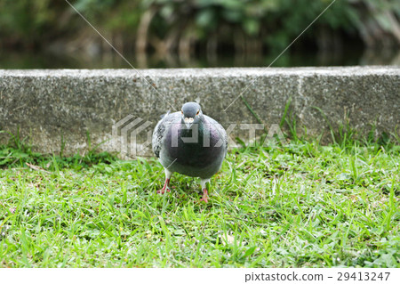 鴿子 鳥 鴿子 鳥 29413247