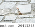 Sparrow bird 29413248