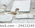 Sparrow bird 29413249
