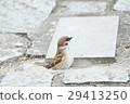 Sparrow bird 29413250