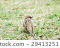 Sparrow bird 29413251