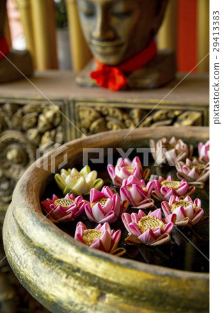 睡蓮鮮花 29413383