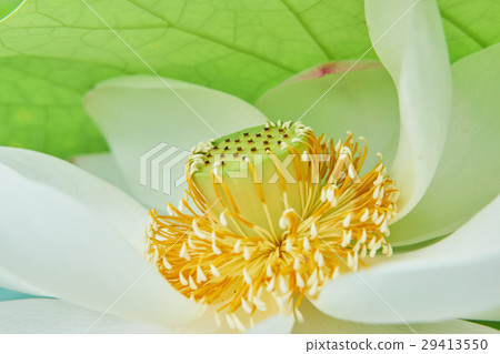 蓮花特寫鏡頭 29413550