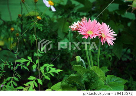 雛菊 29413572